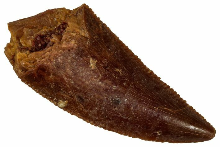 Serrated Raptor Tooth - Real Dinosaur Tooth #353358